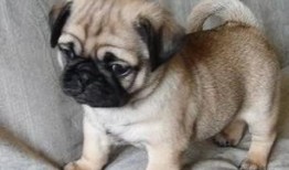 巴哥爆料最新人物视频,揭秘神秘人物幕后故事